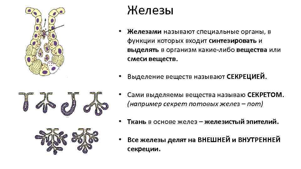 Железы • Железами называют специальные органы, в функции которых входит синтезировать и выделять в