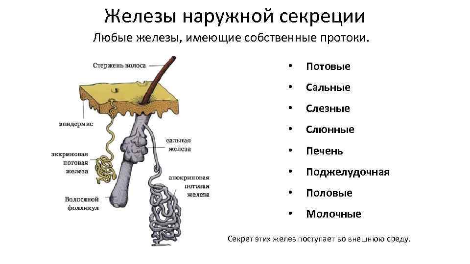 Железы наружной секреции Любые железы, имеющие собственные протоки. • Потовые • Сальные • Слезные