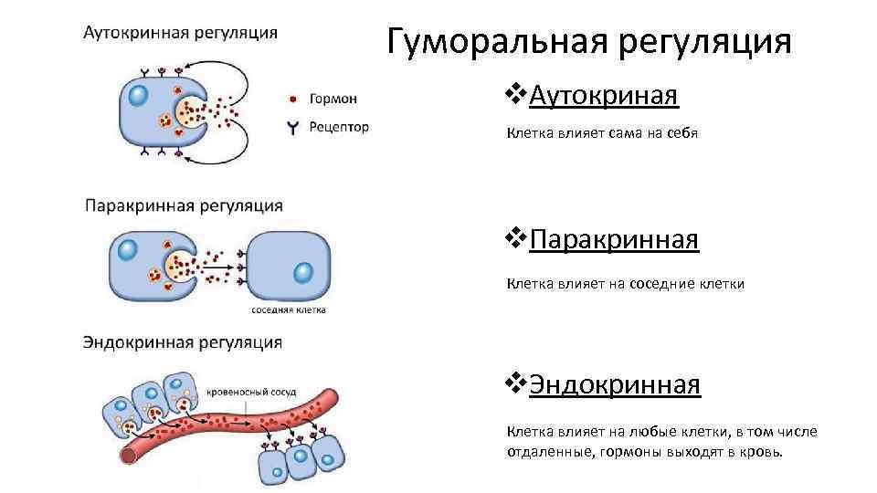 Гуморальная регуляция v. Аутокриная Клетка влияет сама на себя v. Паракринная Клетка влияет на