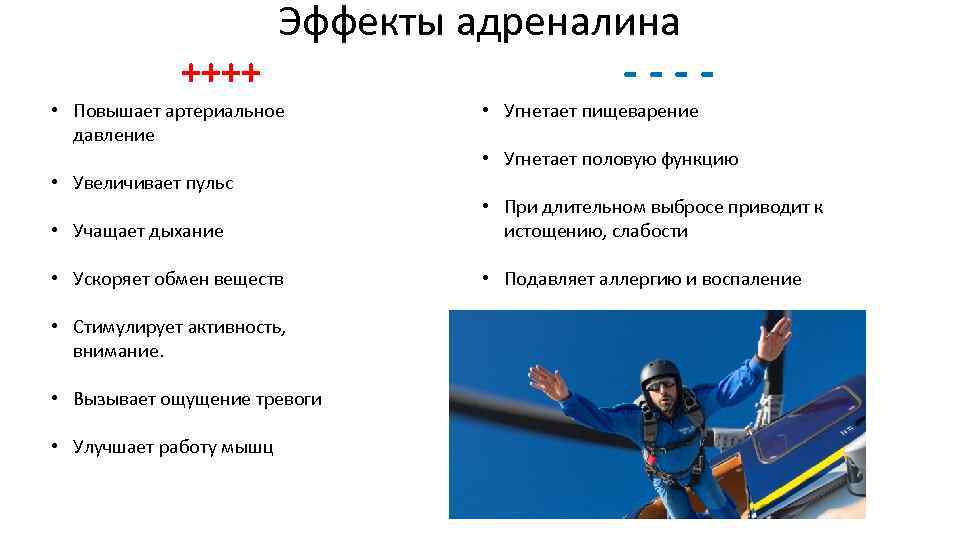 ++++ Эффекты адреналина • Повышает артериальное давление • Увеличивает пульс ---- • Угнетает пищеварение