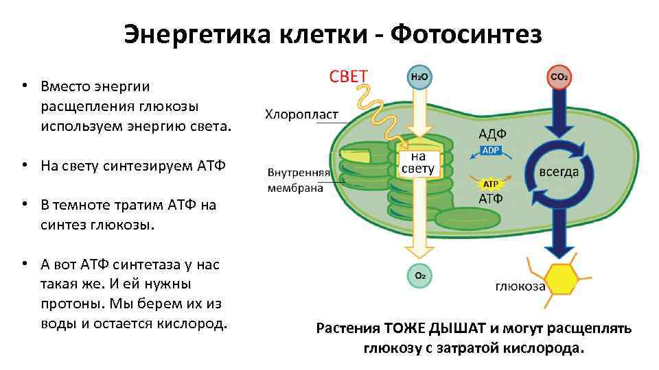 Синтез атф протекает. Схема фотосинтеза с АТФ. Этапы фотосинтеза Синтез Глюкозы Синтез АТФ. АТФ В растительных клетках синтезируется. Образование АТФ В фотосинтезе.