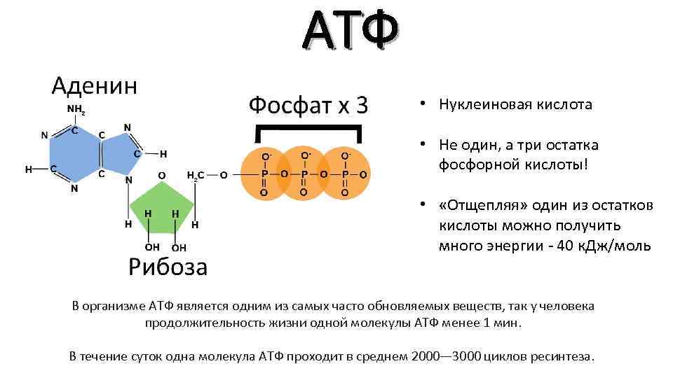 Количество цепей атф