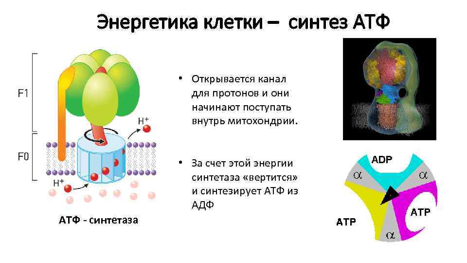 Синтез атф рисунок