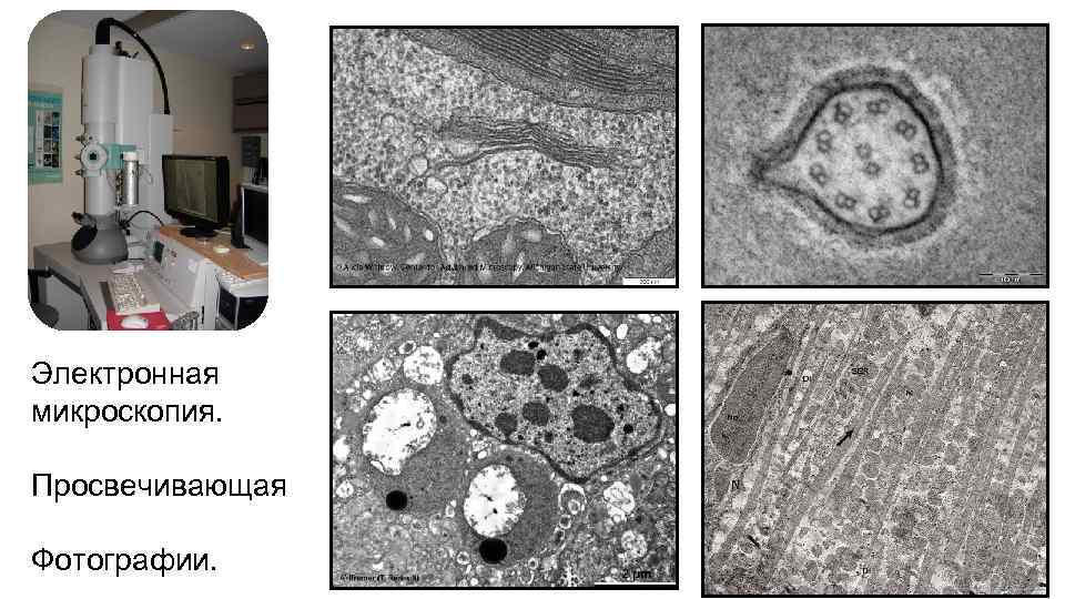 Просвечивающая электронная микроскопия фото