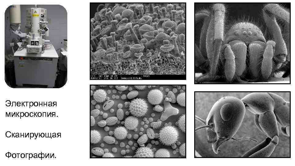 Фотографии сканирующего электронного микроскопа
