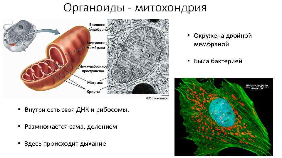 Органоиды - митохондрия • Окружена двойной мембраной • Была бактерией • Внутри есть своя