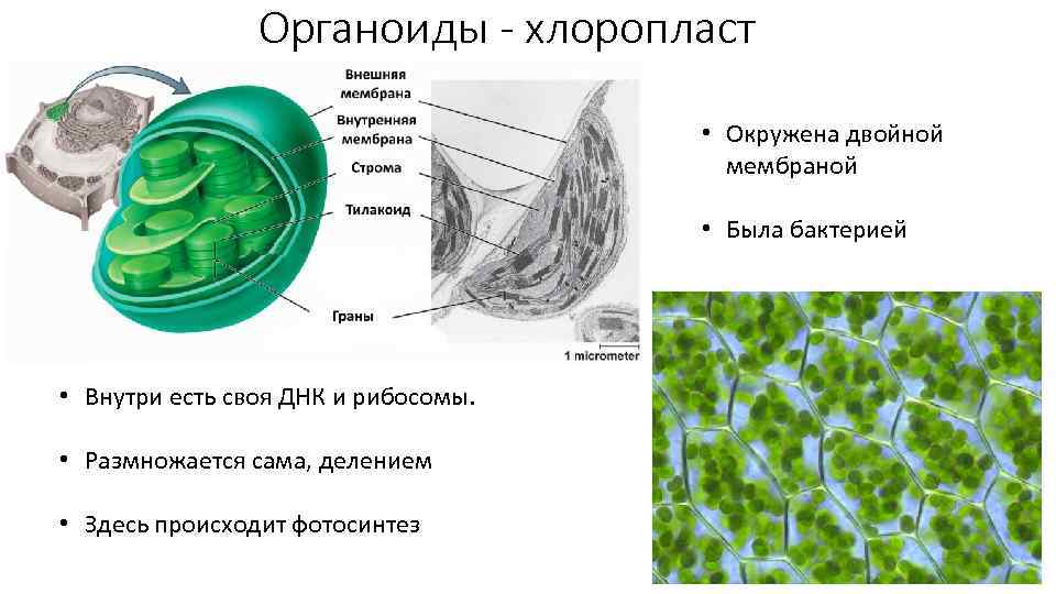 Органоиды - хлоропласт • Окружена двойной мембраной • Была бактерией • Внутри есть своя