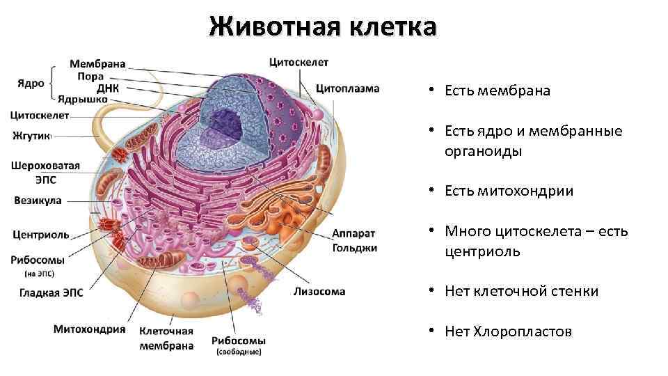 Животная клетка • Есть мембрана • Есть ядро и мембранные органоиды • Есть митохондрии