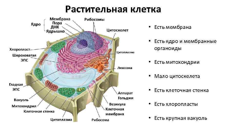 Растительная клетка • Есть мембрана • Есть ядро и мембранные органоиды • Есть митохондрии