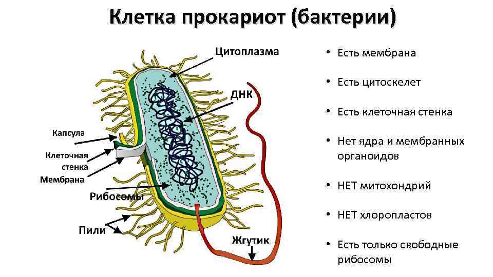 Клетка прокариот (бактерии) • Есть мембрана • Есть цитоскелет • Есть клеточная стенка •