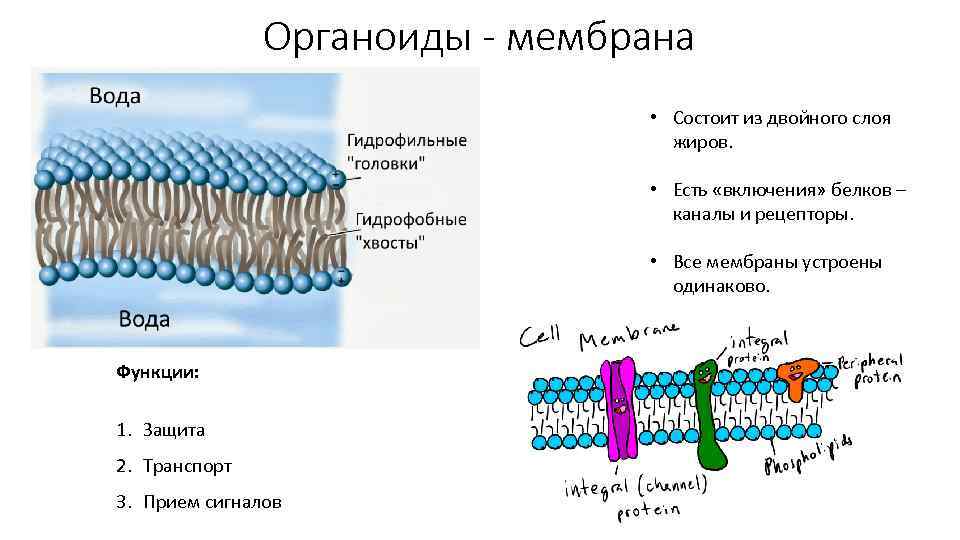 Органоиды - мембрана • Состоит из двойного слоя жиров. • Есть «включения» белков –