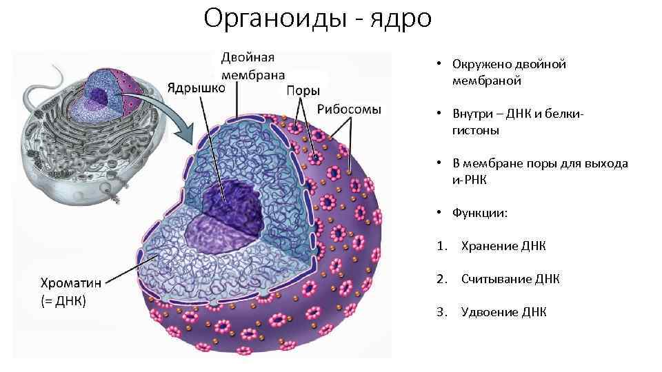 Органоиды - ядро • Окружено двойной мембраной • Внутри – ДНК и белкигистоны •