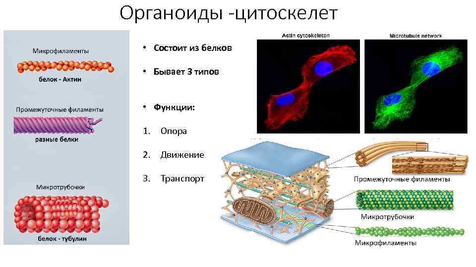 Органоиды -цитоскелет • Состоит из белков • Бывает 3 типов • Функции: 1. Опора