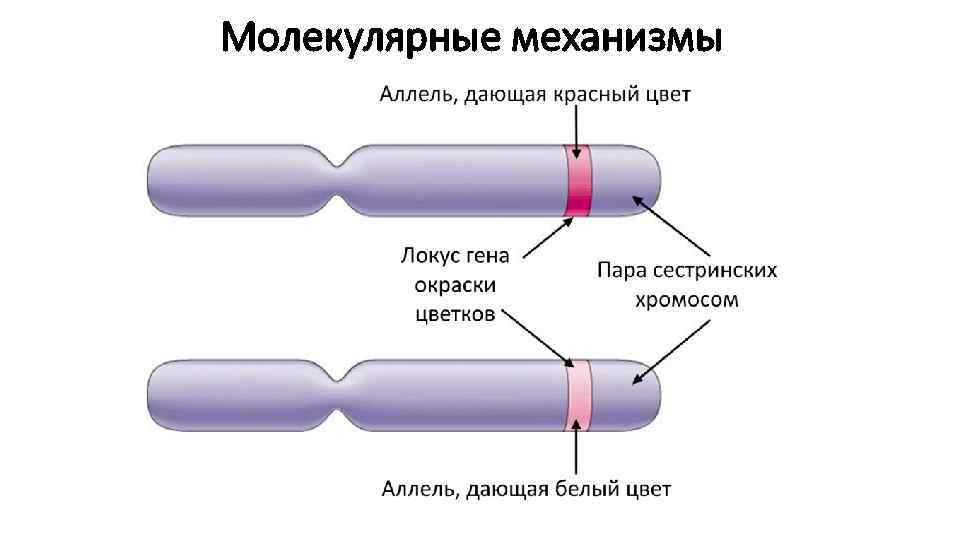 Молекулярные механизмы 