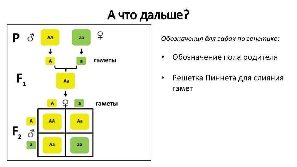 А что дальше? Обозначения для задач по генетике: • Обозначение пола родителя • Решетка