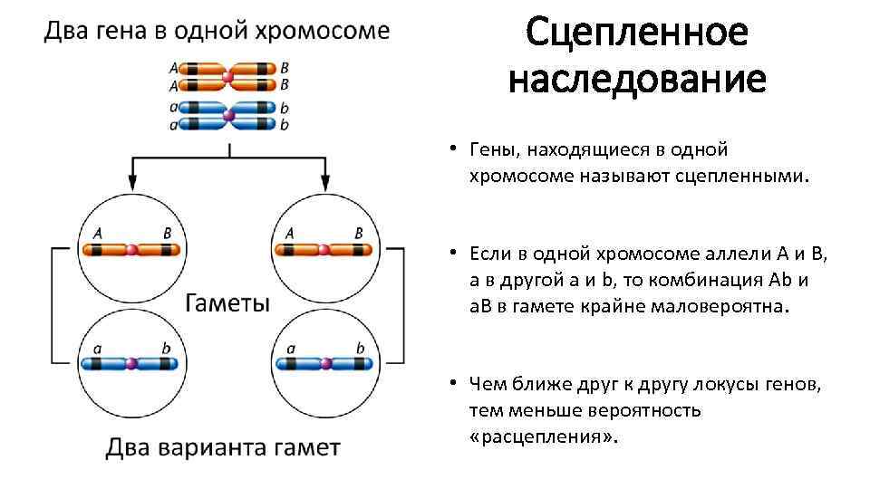 Сцепленное наследование • Гены, находящиеся в одной хромосоме называют сцепленными. • Если в одной