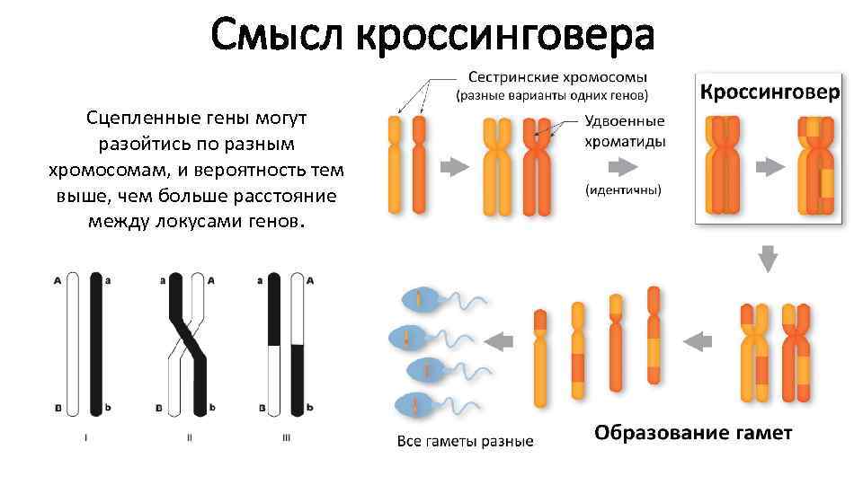 Схема взаимного расположения генов в одной группе сцепления это