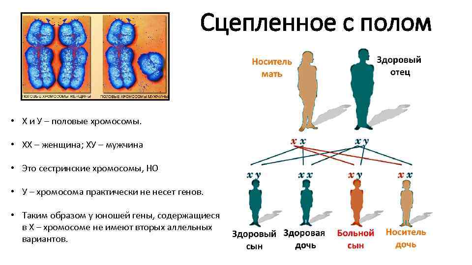 Сцепленное с полом • Х и У – половые хромосомы. • ХХ – женщина;