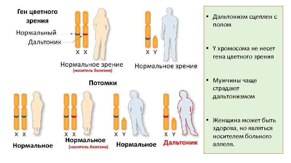  • Дальтонизм сцеплен с полом • Y хромосома не несет гена цветного зрения