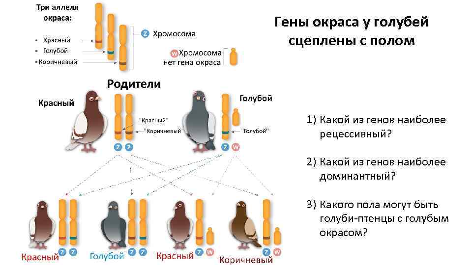 Гены окраса у голубей сцеплены с полом 1) Какой из генов наиболее рецессивный? 2)