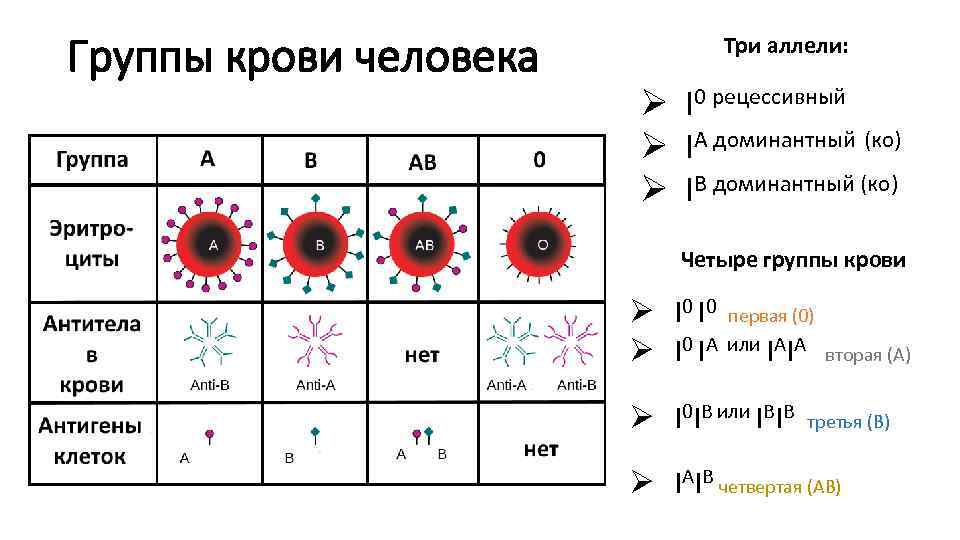 Группы крови человека Три аллели: Ø I 0 рецессивный Ø IA доминантный (ко) Ø