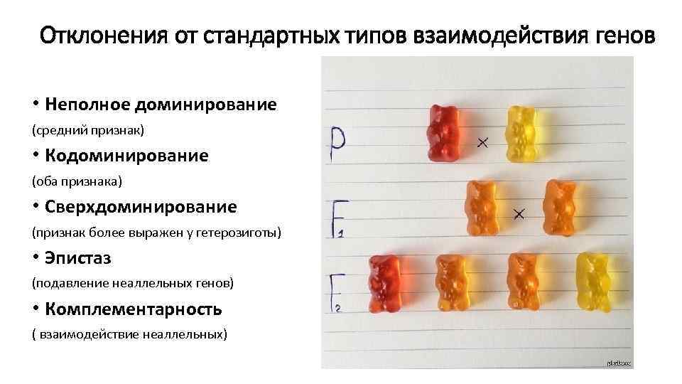 Отклонения от стандартных типов взаимодействия генов • Неполное доминирование (средний признак) • Кодоминирование (оба