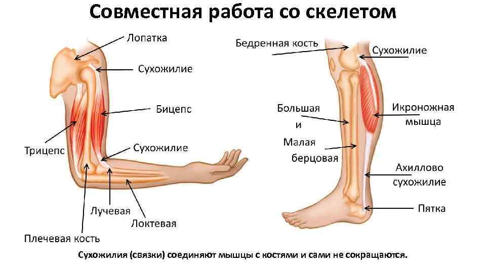 Скелет человека фото с мышцами и сухожилиями