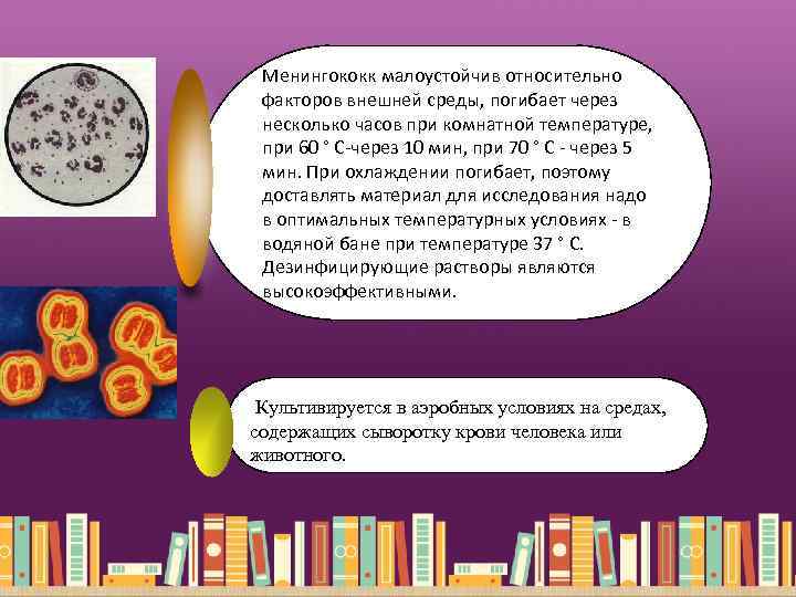 Менингококк малоустойчив относительно факторов внешней среды, погибает через несколько часов при комнатной температуре, при