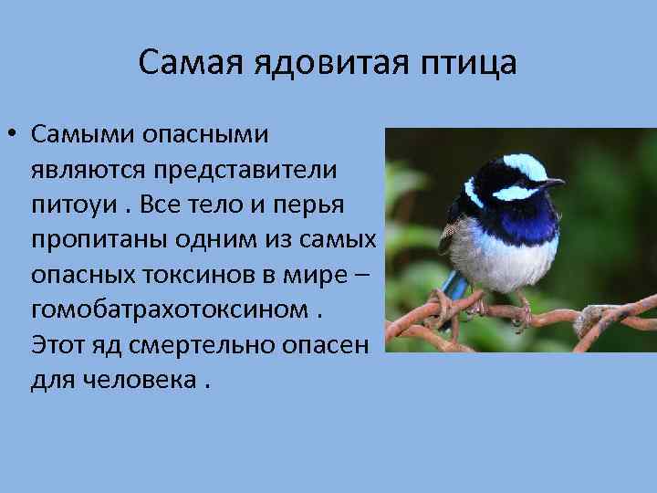 Самая ядовитая птица • Самыми опасными являются представители питоуи. Все тело и перья пропитаны