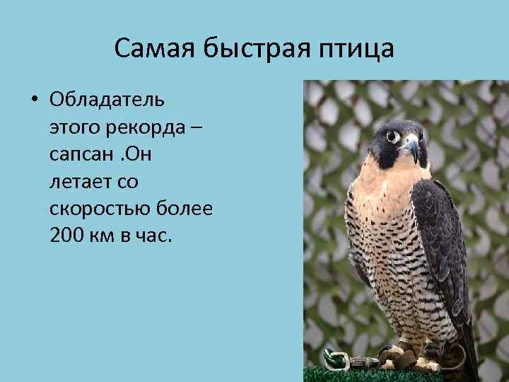 Самая быстрая птица • Обладатель этого рекорда – сапсан. Он летает со скоростью более