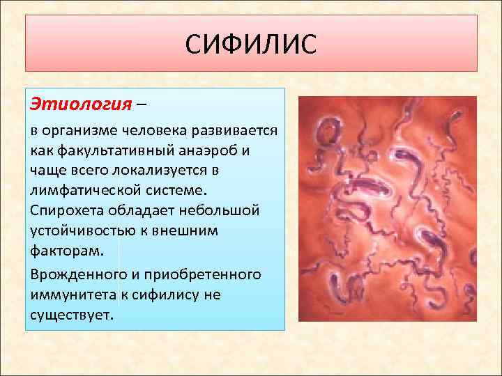 СИФИЛИС Этиология – в организме человека развивается как факультативный анаэроб и чаще всего локализуется