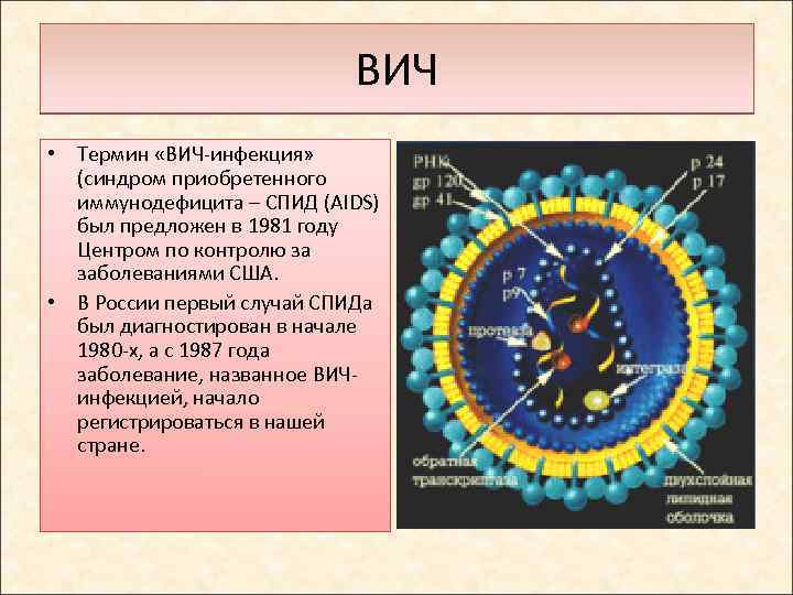 ВИЧ • Термин «ВИЧ-инфекция» (синдром приобретенного иммунодефицита – СПИД (AIDS) был предложен в 1981