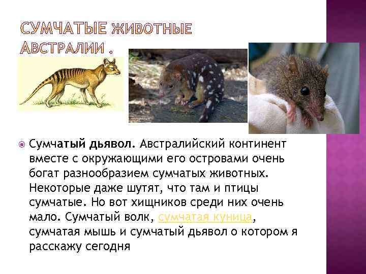  Сумчатый дьявол. Австралийский континент вместе с окружающими его островами очень богат разнообразием сумчатых