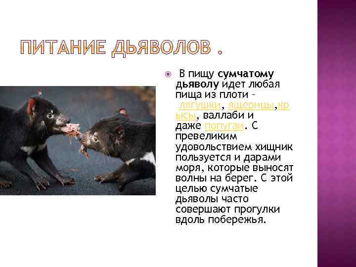  В пищу сумчатому дьяволу идет любая пища из плоти – лягушки, ящерицы, кр