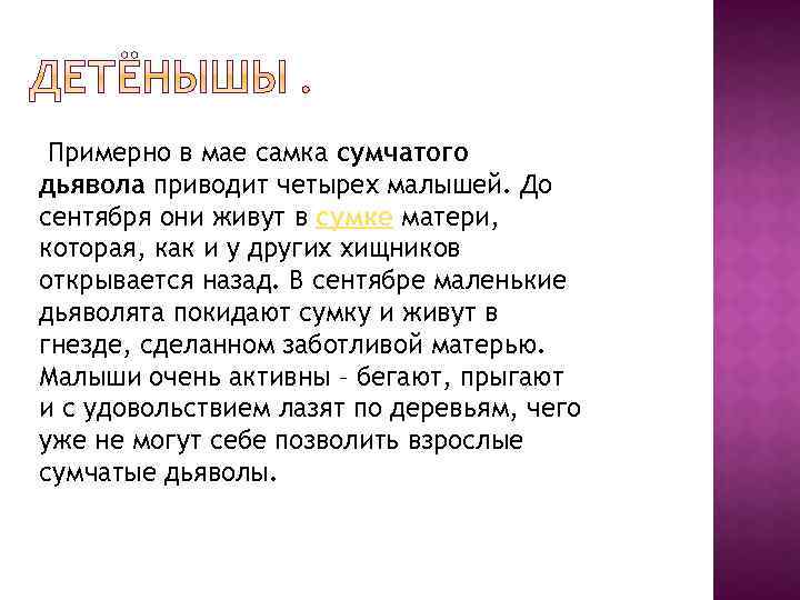  Примерно в мае самка сумчатого дьявола приводит четырех малышей. До сентября они живут