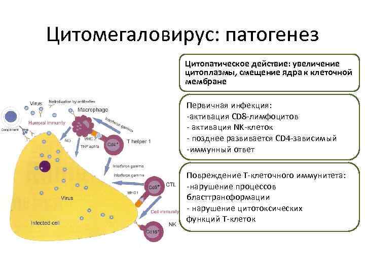 Цитомегаловирус: патогенез Цитопатическое действие: увеличение цитоплазмы, смещение ядра к клеточной мембране Первичная инфекция: -активация