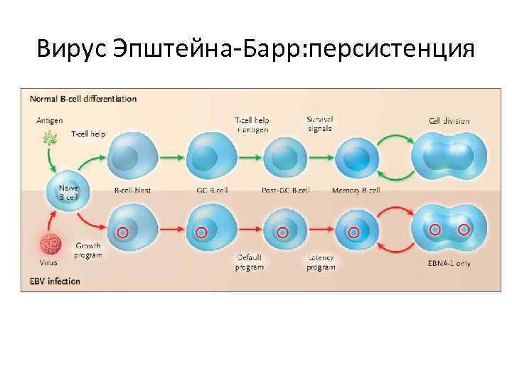 Вирус Эпштейна-Барр: персистенция 