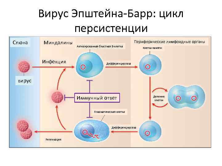 Вирус Эпштейна-Барр: цикл персистенции Слюна Миндалины Инфекция Активированная бластная В-клетка Периферические лимфоидные органы Клетка