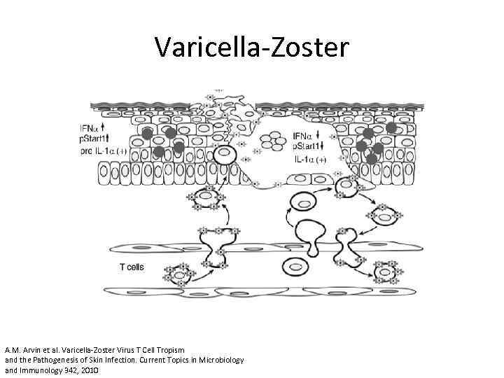 Varicella-Zoster A. M. Arvin et al. Varicella-Zoster Virus T Cell Tropism and the Pathogenesis