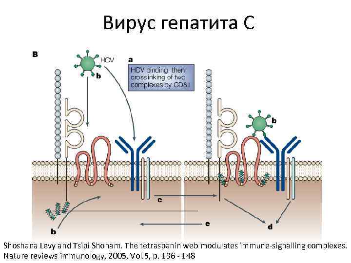 Вирус гепатита С Shoshana Levy and Tsipi Shoham. The tetraspanin web modulates immune-signalling complexes.