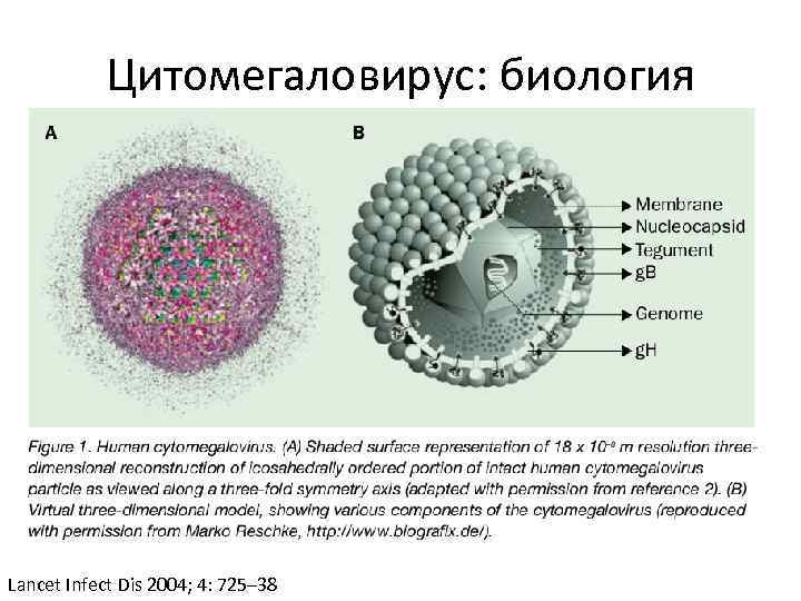Цитомегаловирус: биология Семейство герпесвирусы, подсемейство бета-герпесвирусы Lancet Infect Dis 2004; 4: 725– 38 
