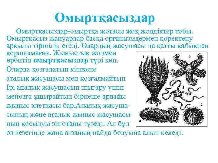 Омыртқасыздар-омыртқа жотасы жоқ жәндіктер тобы. Омыртқасыз жануарлар басқа организмдермен қоректену арқылы тіршілік етеді. Олардың