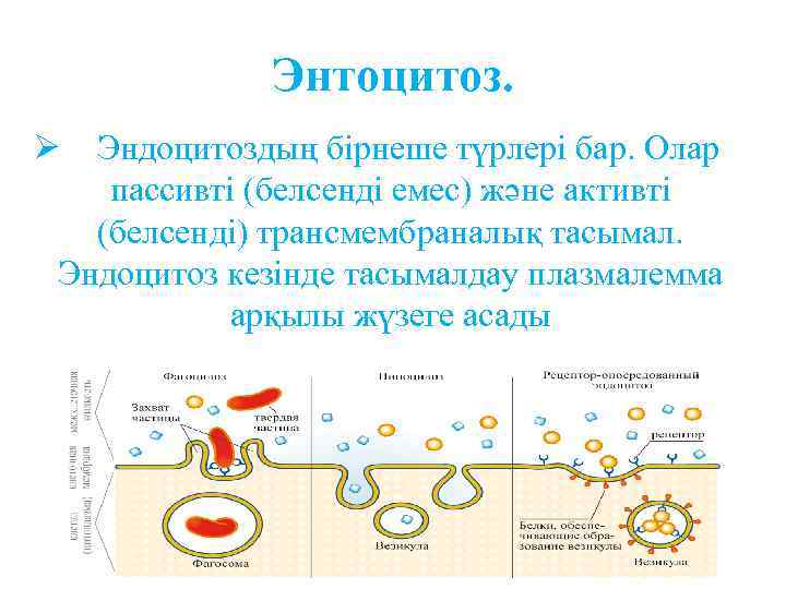 Энтоцитоз. Ø Эндоцитоздың бірнеше түрлері бар. Олар пассивті (белсенді емес) және активті (белсенді) трансмембраналық