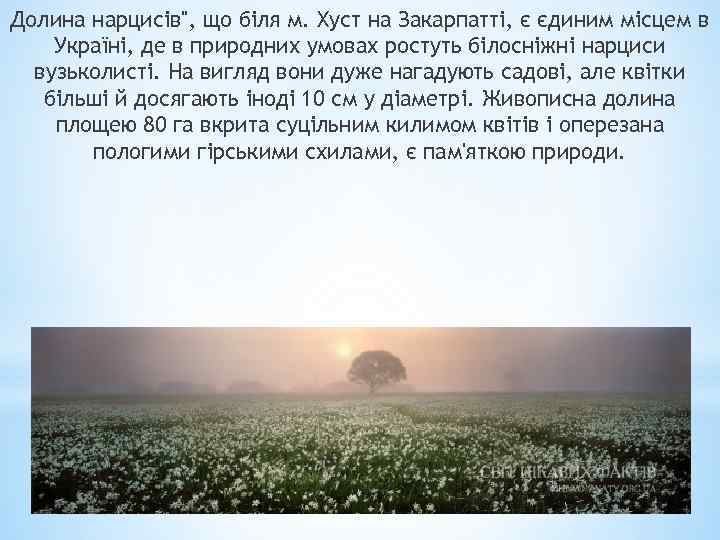 Долина нарцисів