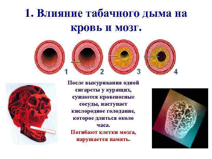 1. Влияние табачного дыма на кровь и мозг. После выкуривания одной сигареты у курящих,