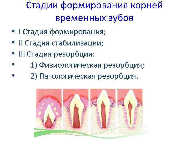 Корни молочных зубов рассасываются