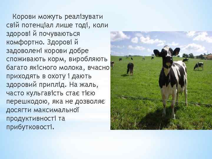 Корови можуть реалізувати свій потенціал лише тоді, коли здорові й почуваються комфортно. Здорові й