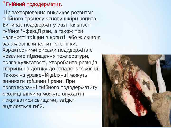 *Гнійний пододерматит. Це захворювання викликає розвиток гнійного процесу основи шкіри копита. Виникає пододерміт у