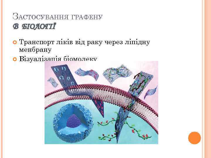 ЗАСТОСУВАННЯ ГРАФЕНУ В БІОЛОГІЇ Транспорт ліків від раку через ліпідну менбрану Візуалізація біомолеку 