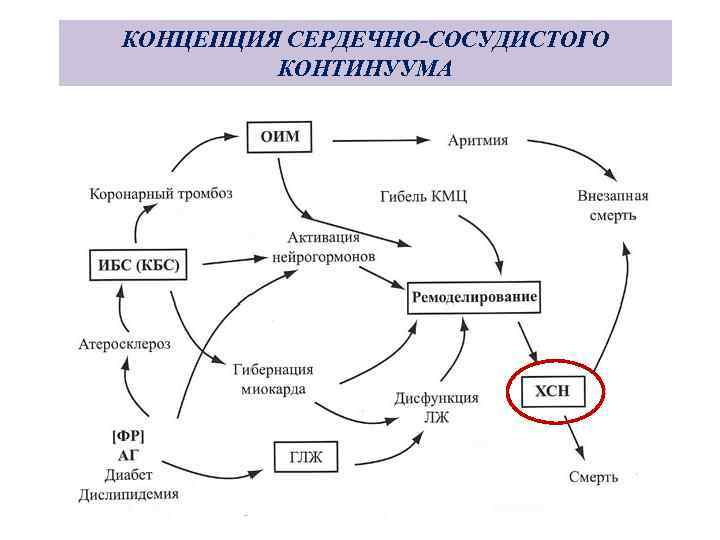 КОНЦЕПЦИЯ СЕРДЕЧНО-СОСУДИСТОГО КОНТИНУУМА 